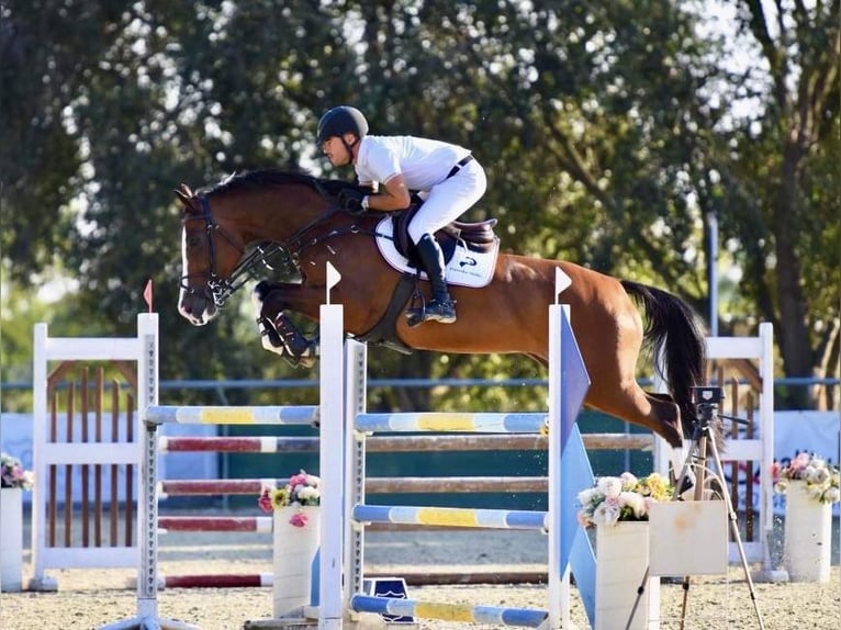 Cheval de sport hongrois Jument 11 Ans 169 cm Bai cerise in Békéscsaba