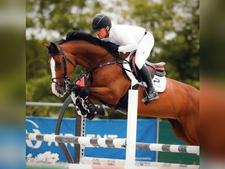 Cheval de sport hongrois Jument 11 Ans 169 cm Bai cerise in Békéscsaba