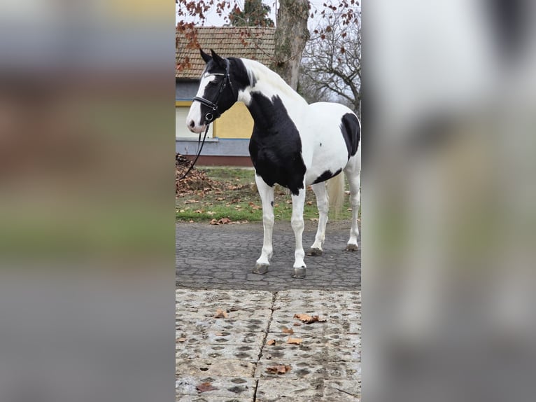 Cheval de sport hongrois Jument 11 Ans 175 cm Pinto in Békéscsaba