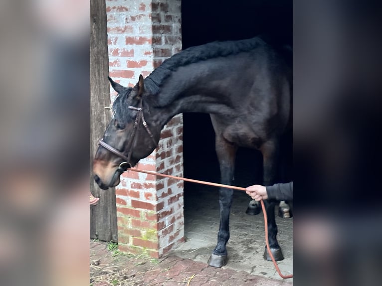 Cheval de sport hongrois Croisé Jument 11 Ans 178 cm Bai brun in Győr