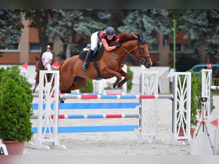 Cheval de sport hongrois Jument 11 Ans Alezan brûlé in Piliscsév