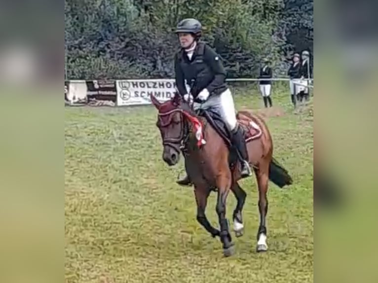 Cheval de sport hongrois Jument 12 Ans 130 cm Bai in FeistritzbergLangenwang