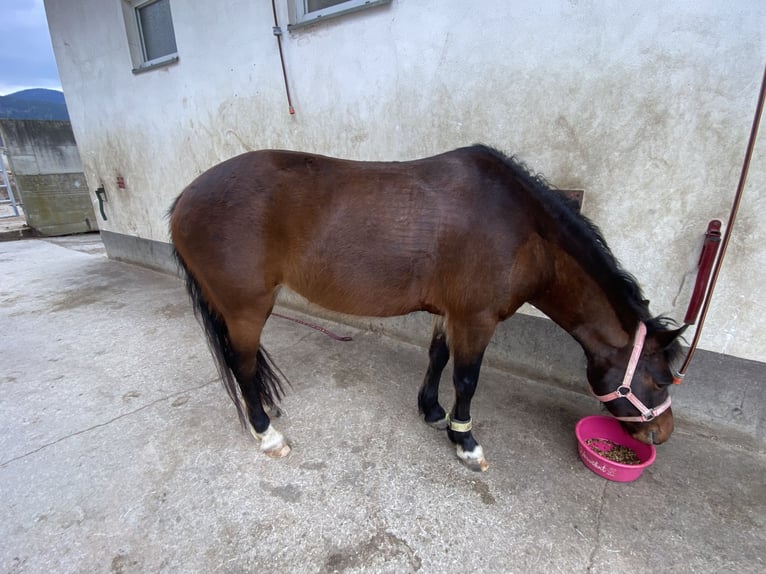 Cheval de sport hongrois Jument 12 Ans 130 cm Bai in FeistritzbergLangenwang