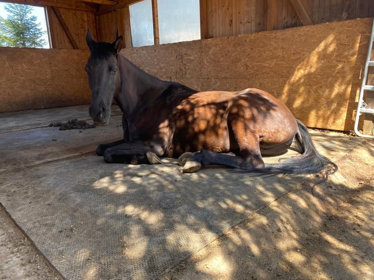 Cheval de sport hongrois Jument 12 Ans 160 cm Noir in Rottweil