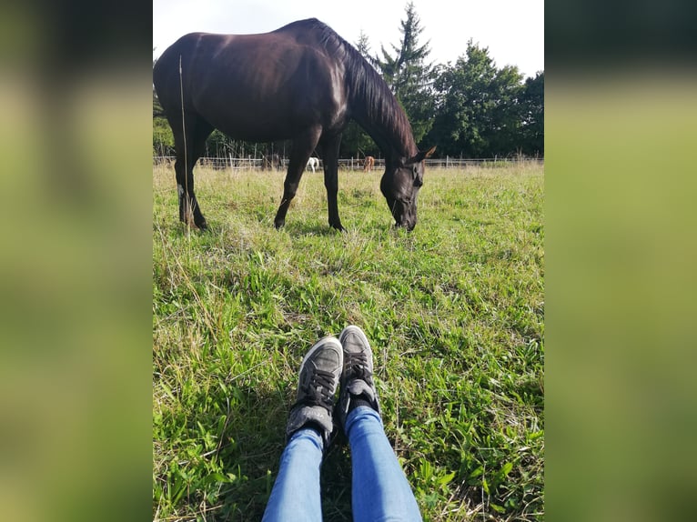 Cheval de sport hongrois Jument 12 Ans 160 cm Noir in Rottweil