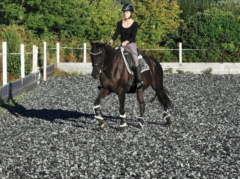 Cheval de sport hongrois Jument 12 Ans 160 cm Noir in Rottweil