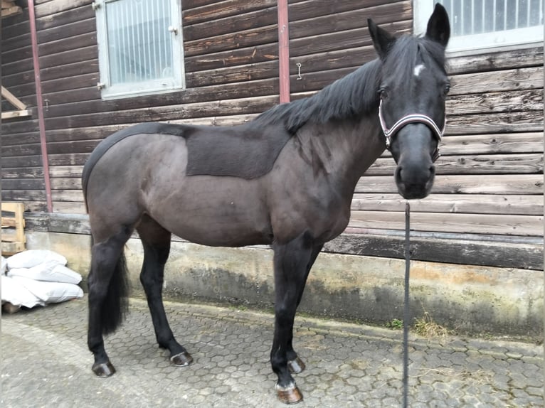 Cheval de sport hongrois Jument 12 Ans 163 cm Bai brun in Lottstetten