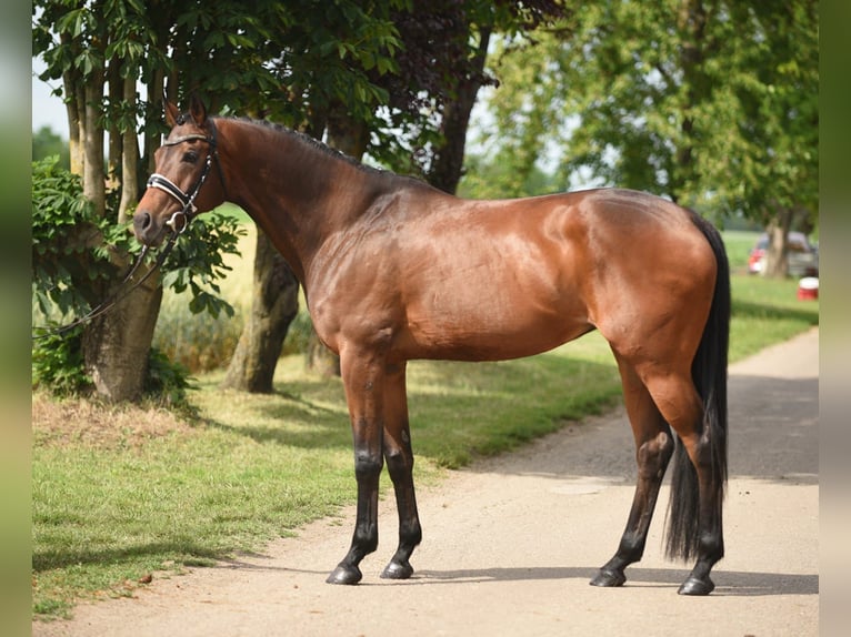 Cheval de sport hongrois Jument 12 Ans 165 cm Bai in Cegléd