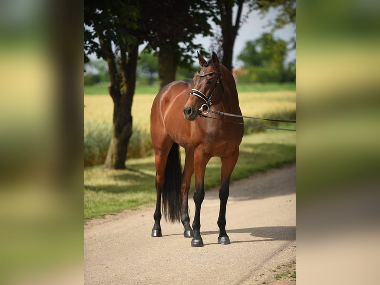 Cheval de sport hongrois Jument 12 Ans 165 cm Bai in Cegléd