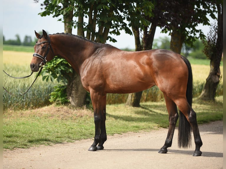 Cheval de sport hongrois Jument 12 Ans 165 cm Bai in Cegléd