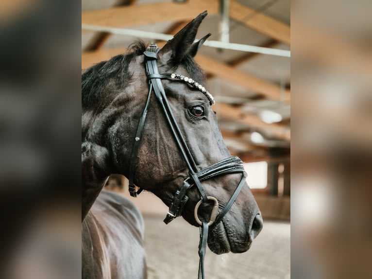 Cheval de sport hongrois Jument 12 Ans 165 cm Noir in Gro&#xDF;bottwar
