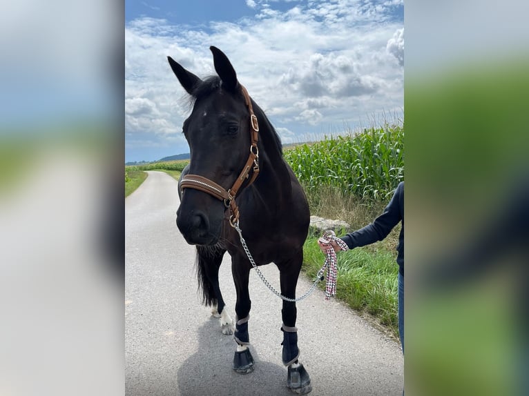 Cheval de sport hongrois Jument 12 Ans 165 cm Noir in Gro&#xDF;bottwar