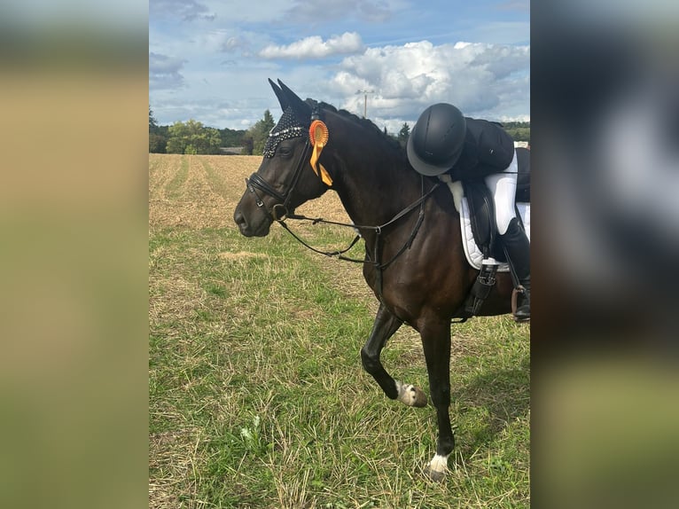 Cheval de sport hongrois Jument 12 Ans 165 cm Noir in Gro&#xDF;bottwar