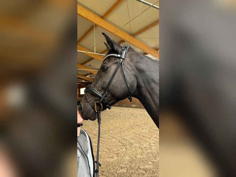 Cheval de sport hongrois Jument 12 Ans 165 cm Noir in Gro&#xDF;bottwar