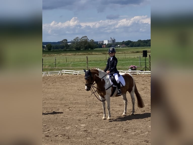 Cheval de sport hongrois Jument 13 Ans 123 cm Pinto in Neuenkirchen