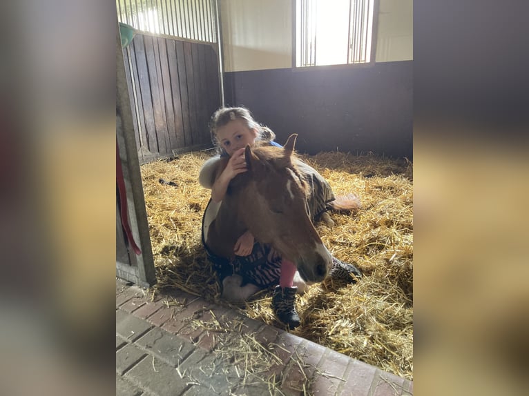 Cheval de sport hongrois Jument 13 Ans 123 cm Pinto in Neuenkirchen