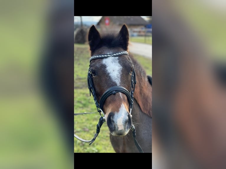 Cheval de sport hongrois Jument 13 Ans 127 cm Bai in Dörflingen