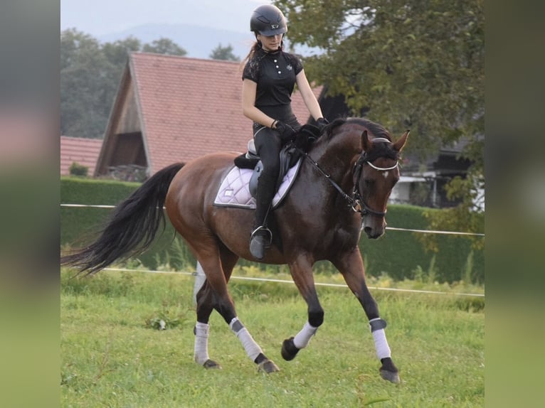 Cheval de sport hongrois Croisé Jument 13 Ans 153 cm Bai in Schwanberg