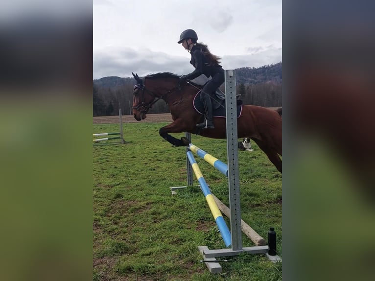 Cheval de sport hongrois Croisé Jument 13 Ans 153 cm Bai in Schwanberg