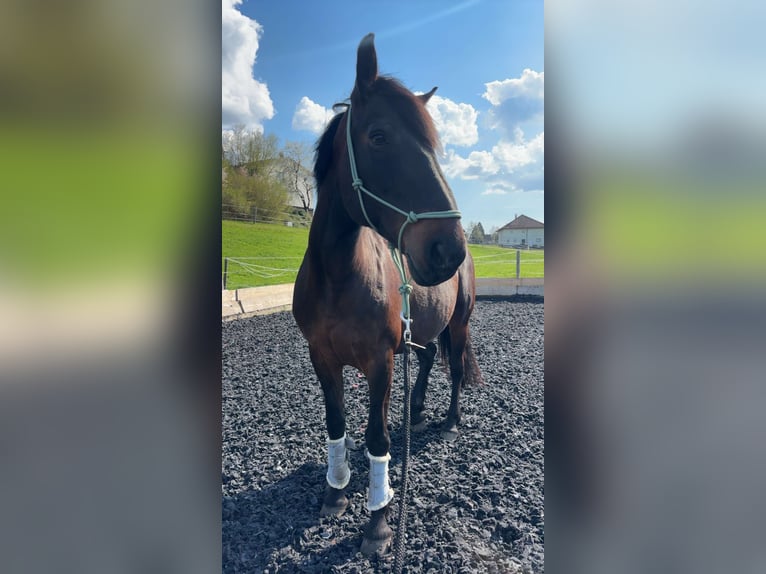 Cheval de sport hongrois Jument 13 Ans 160 cm Bai brun in Aurolzmünster