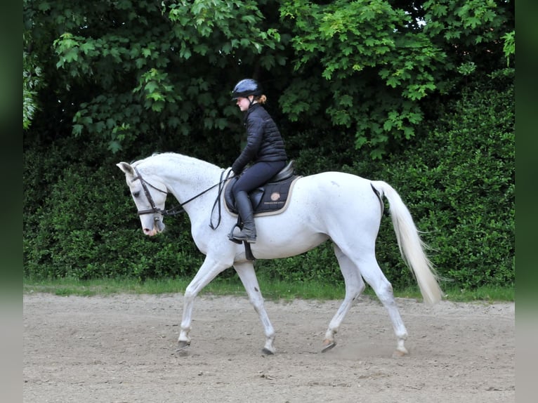 Cheval de sport hongrois Jument 13 Ans 168 cm Gris in Schattendorf