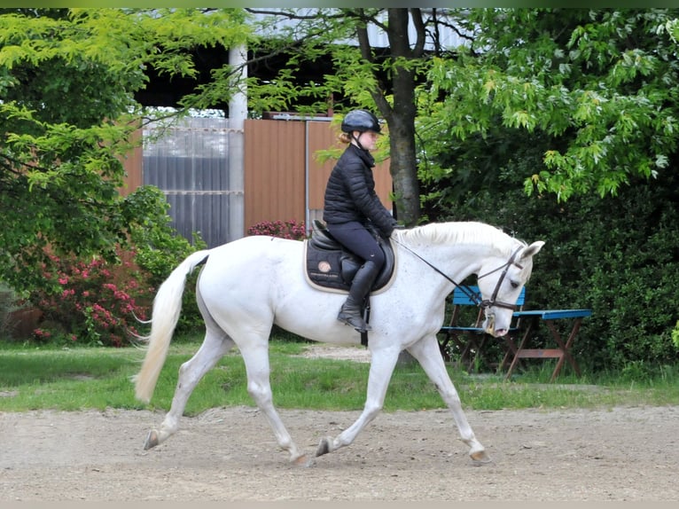 Cheval de sport hongrois Jument 13 Ans 168 cm Gris in Schattendorf