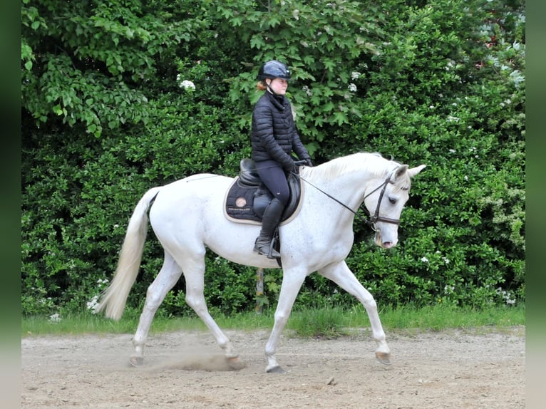 Cheval de sport hongrois Jument 13 Ans 168 cm Gris in Schattendorf