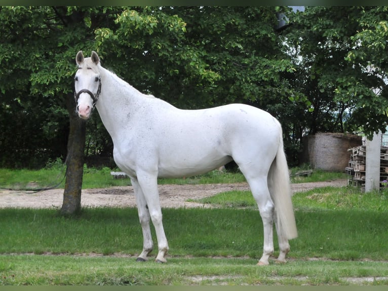 Cheval de sport hongrois Jument 13 Ans 168 cm Gris in Schattendorf