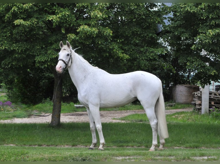 Cheval de sport hongrois Jument 13 Ans 168 cm Gris in Schattendorf