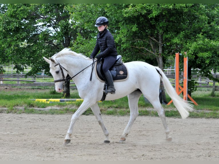 Cheval de sport hongrois Jument 13 Ans 168 cm Gris in Schattendorf