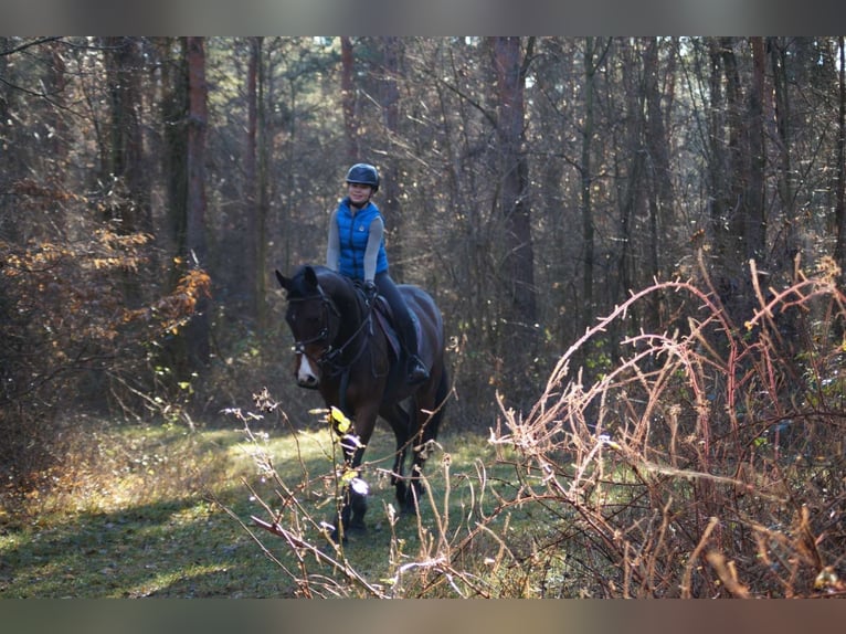 Cheval de sport hongrois Jument 13 Ans 170 cm Bai in Pannonhalma