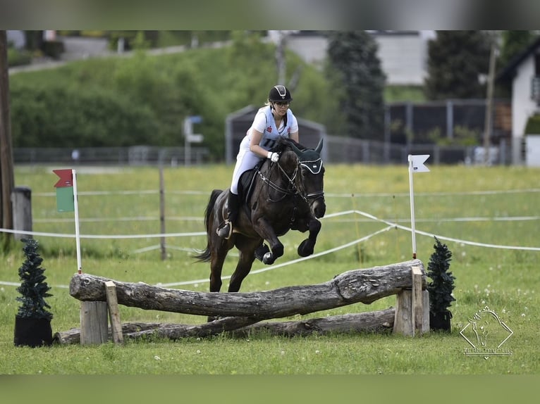 Cheval de sport hongrois Jument 13 Ans 173 cm Noir in Anras