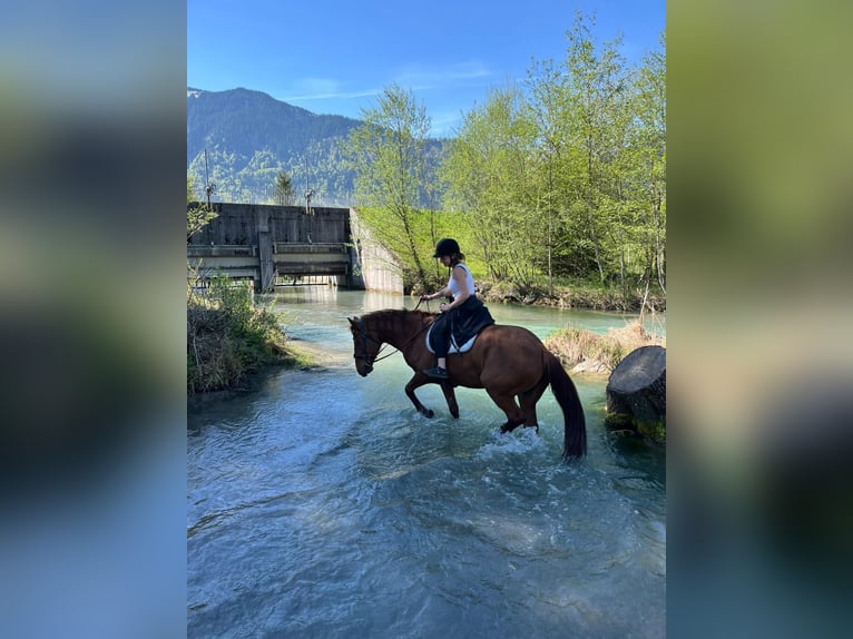 Cheval de sport hongrois Jument 14 Ans 154 cm Alezan in Bludenz