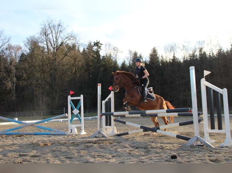 Cheval de sport hongrois Jument 14 Ans 155 cm Alezan in Obdach