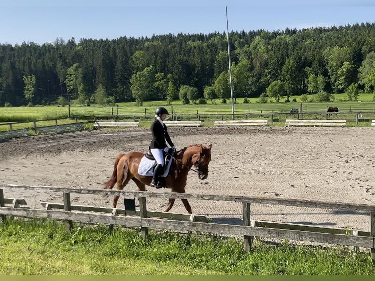 Cheval de sport hongrois Jument 14 Ans 155 cm Alezan in Obdach