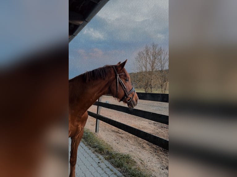 Cheval de sport hongrois Jument 14 Ans 155 cm Alezan in Obdach