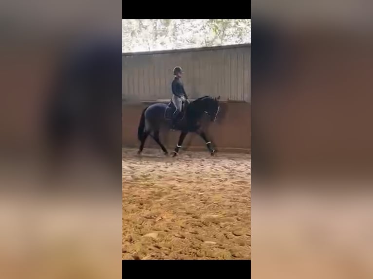 Cheval de sport hongrois Jument 14 Ans 162 cm Bai brun in Herzlake