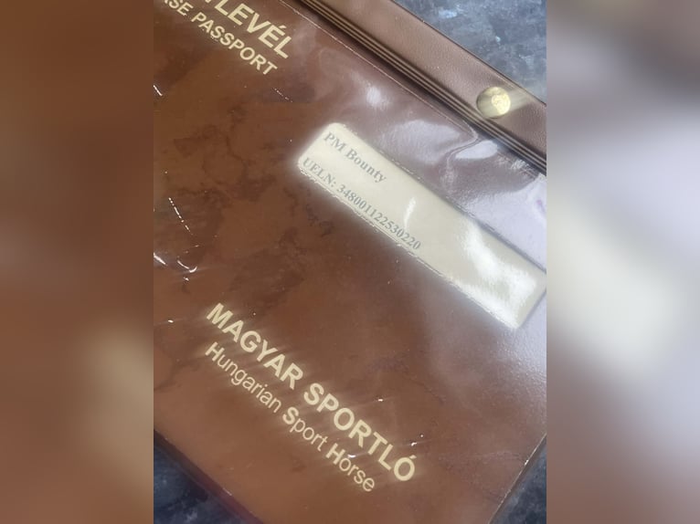 Cheval de sport hongrois Jument 14 Ans 171 cm Bai brun in GYOR