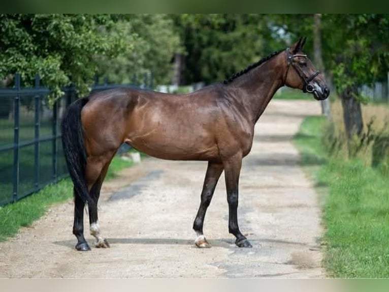 Cheval de sport hongrois Jument 14 Ans 171 cm Bai brun in GYOR