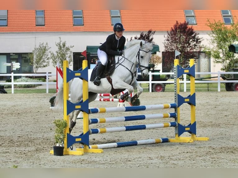 Cheval de sport hongrois Croisé Jument 15 Ans 163 cm Gris in Miskolc