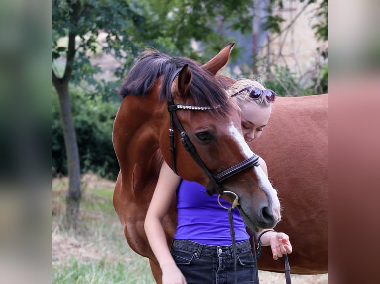 Cheval de sport hongrois Jument 15 Ans 164 cm Bai in Vác