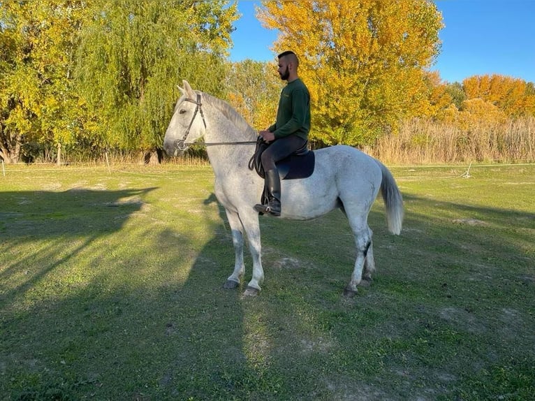 Cheval de sport hongrois Jument 15 Ans 165 cm Blanc in Tass