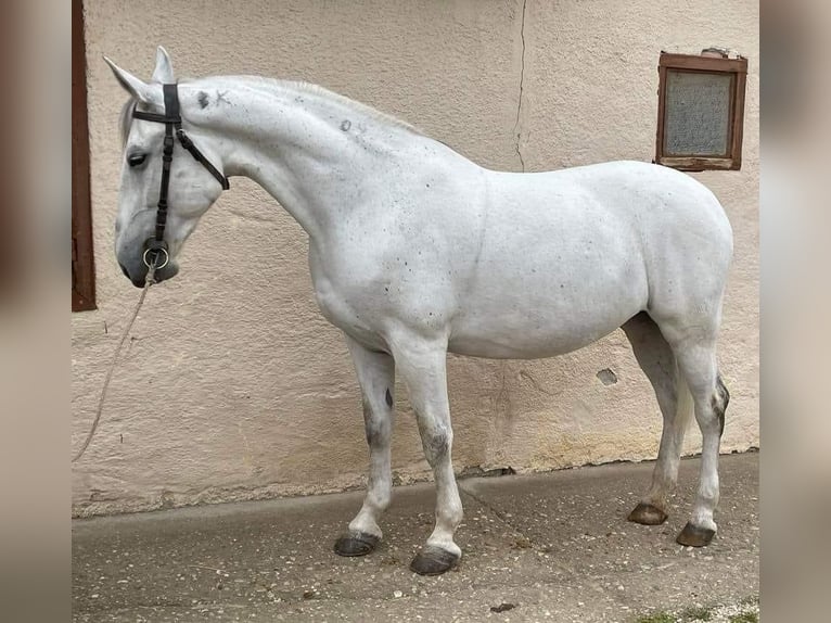 Cheval de sport hongrois Jument 15 Ans 165 cm Blanc in Tass