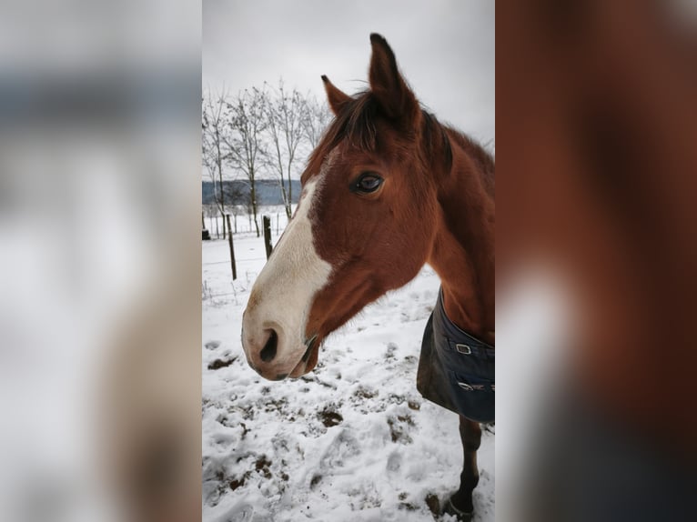 Cheval de sport hongrois Jument 15 Ans 166 cm Bai in Szentes