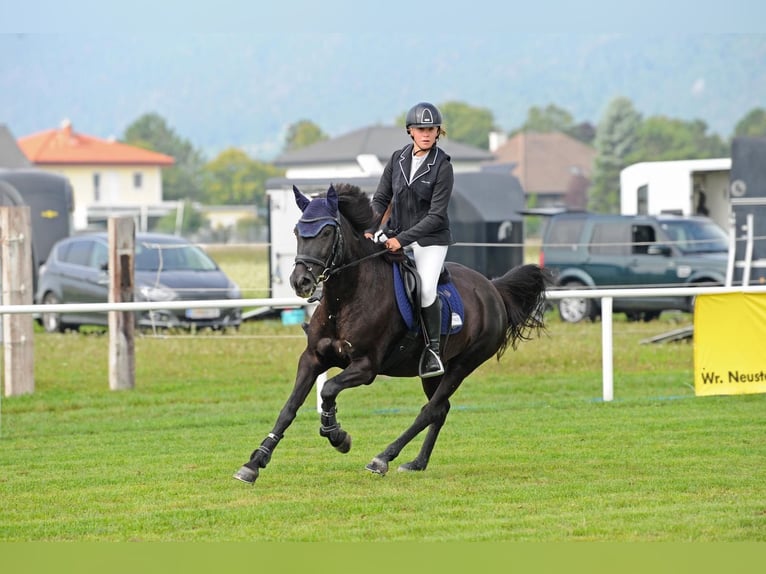 Cheval de sport hongrois Jument 16 Ans 146 cm Noir in Gleißenfeld