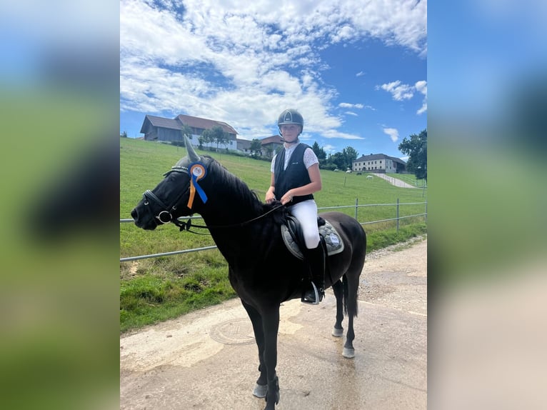 Cheval de sport hongrois Jument 16 Ans 146 cm Noir in Gleißenfeld