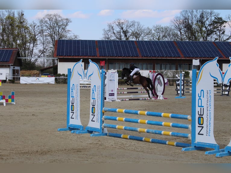 Cheval de sport hongrois Jument 16 Ans 146 cm Noir in Gleißenfeld