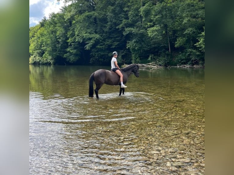 Cheval de sport hongrois Jument 16 Ans 146 cm Noir in Gleißenfeld
