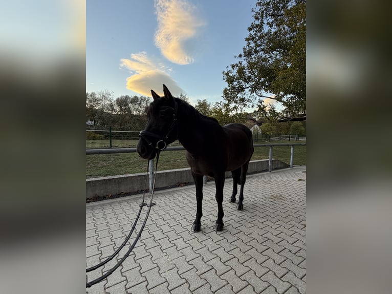 Cheval de sport hongrois Jument 16 Ans 146 cm Noir in Gleißenfeld
