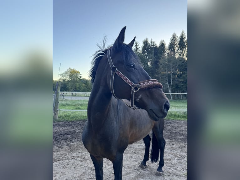 Cheval de sport hongrois Jument 16 Ans 155 cm Bai in Rickenbach